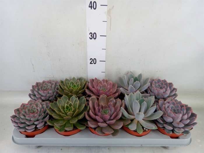 <h4>Echeveria   ...mix</h4>