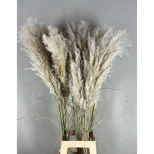 DF Pampas 115cm Hollands