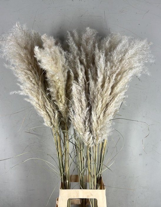 <h4>DF Pampas 115cm Hollands</h4>