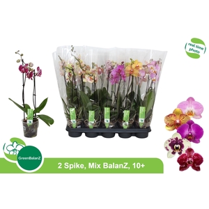 PHAL GEM