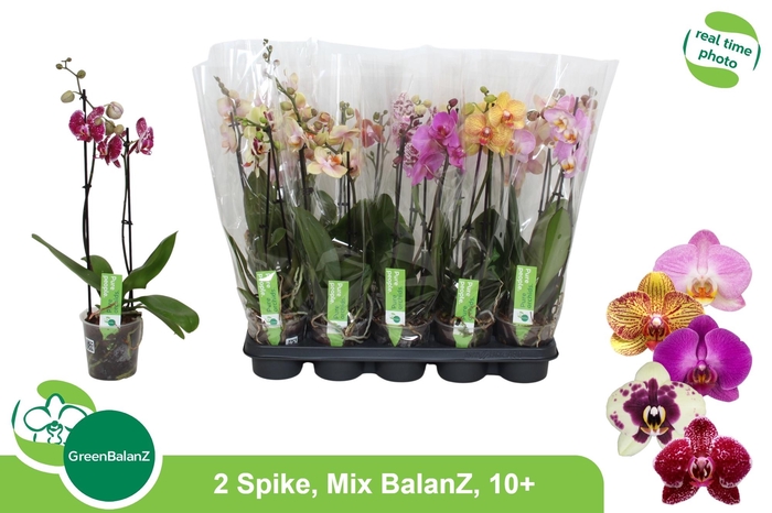 PHAL GEM