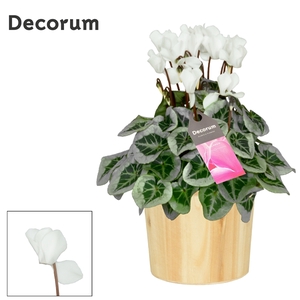 Cyclamen SS Picasso Wit Wood Decorum