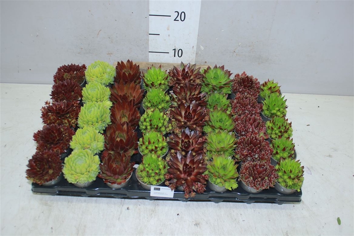 <h4>Sempervivum Gemengd</h4>
