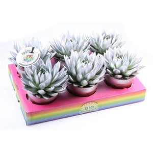 ECHEVERIA SILVER P12