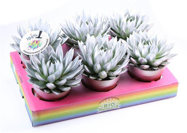 <h4>ECHEVERIA SILVER P12</h4>