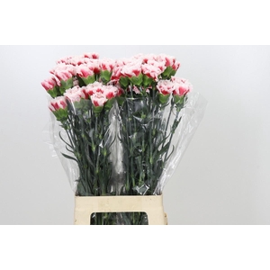 Dianthus St Safari