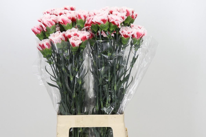 <h4>Dianthus St Safari</h4>