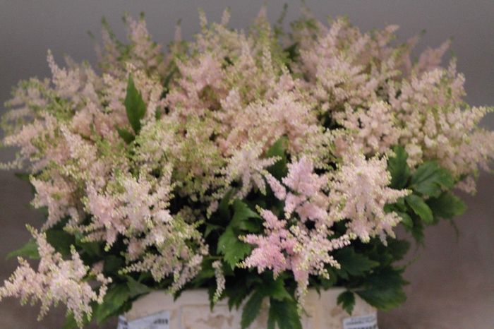 <h4>ASTIL JA EUROPA</h4>