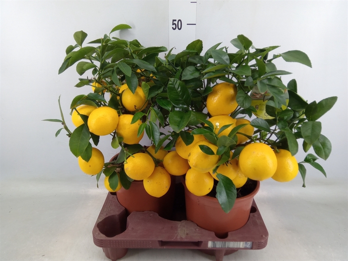 <h4>Citrus meyeri 'Meyer'</h4>