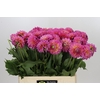 Dahlia Barbados