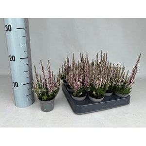 !! PROMO !! CALLU MINI ROSA