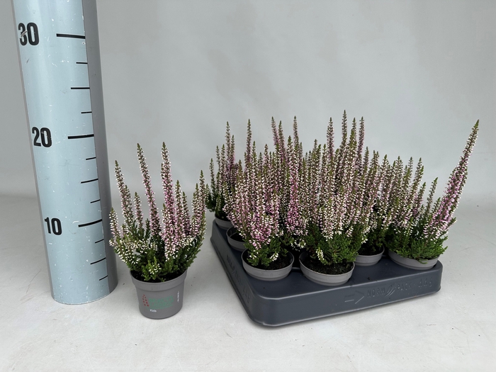 <h4>!! PROMO !! CALLU MINI ROSA</h4>