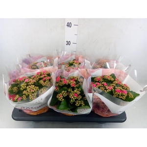 Kalanchoe blos. 'RosDon Nando'