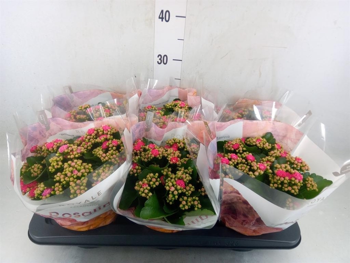 <h4>Kalanchoe blos. 'RosDon Nando'</h4>