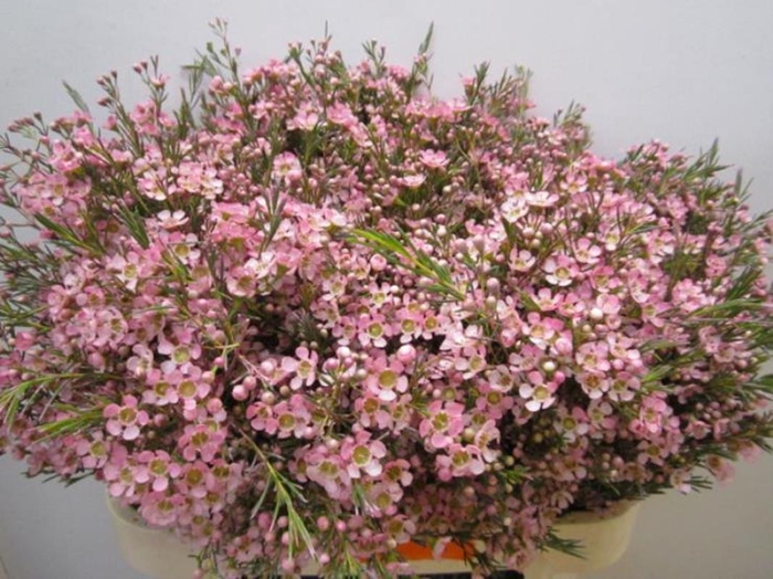 <h4>Chame Ofir Rose</h4>