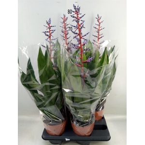 Aechmea  'Blue Rain'