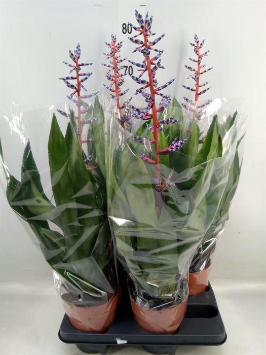 <h4>Aechmea  'Blue Rain'</h4>