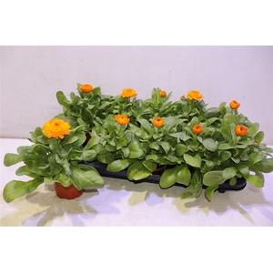 Calendul Officinalis