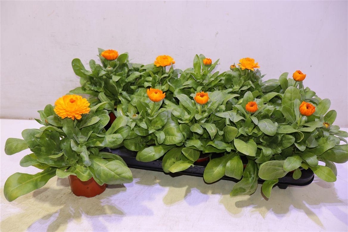 <h4>Calendul Officinalis</h4>