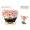 Ranunculus asiaticus Success Favola