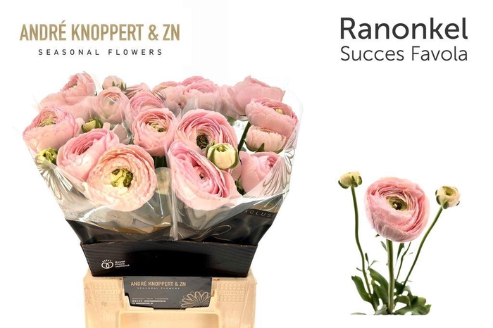 Ranunculus asiaticus Success Favola
