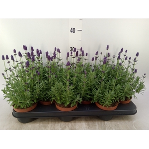 Lavandula angus. 'Hidcote'