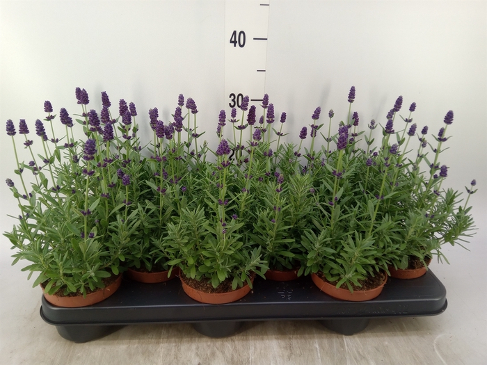 <h4>Lavandula angus. 'Hidcote'</h4>
