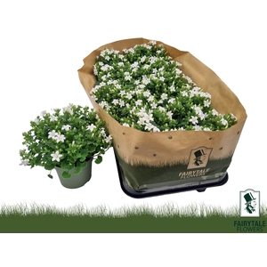 CAMP POR WHI GET MEE