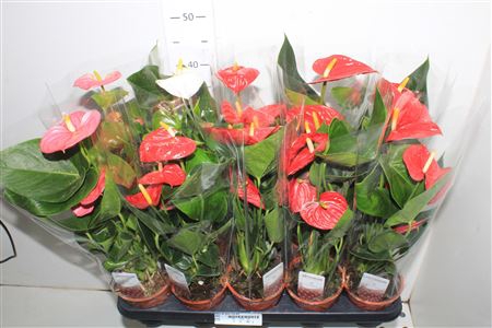 <h4>Anthu An Gem *** 3 Kleuren 4-5 Flowers ***</h4>