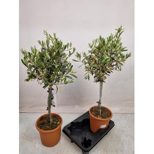 OLEA EUROPAEA