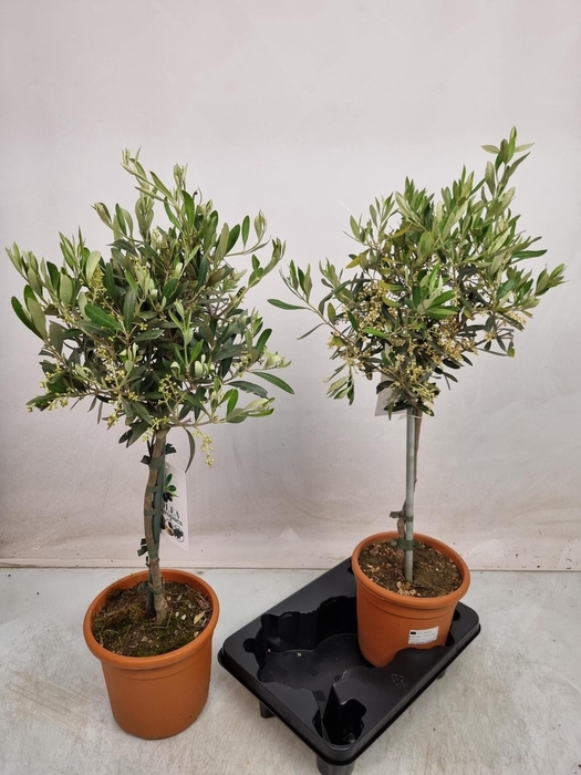 <h4>OLEA EUROPAEA</h4>