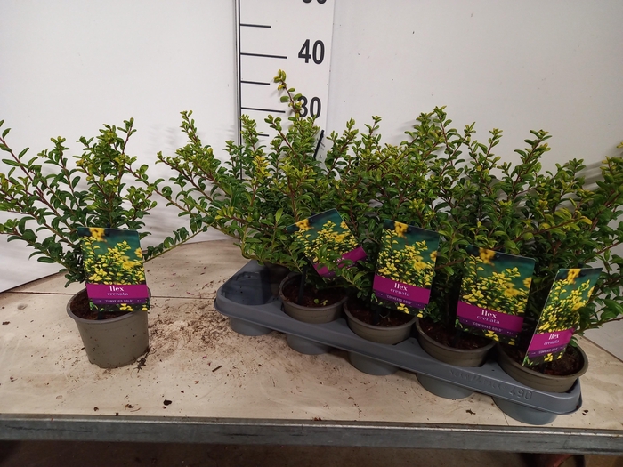 <h4>ILEX CRENATA</h4>