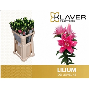LI OR DU OVERIG