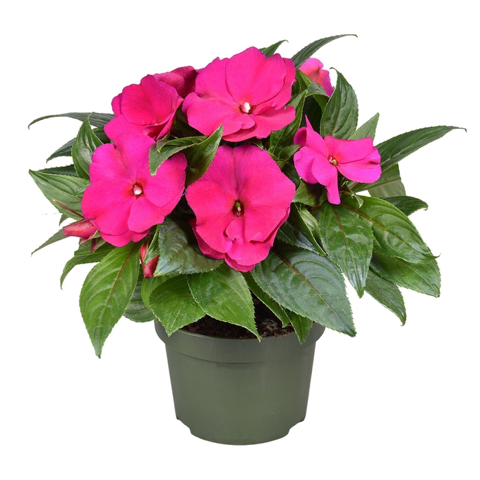 <h4>Impatiens New Guinea PAARS</h4>