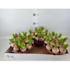 Hyacinthus orie. 'Pearl White'