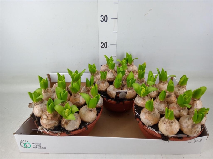 <h4>Hyacinthus orie. 'Pearl White'</h4>