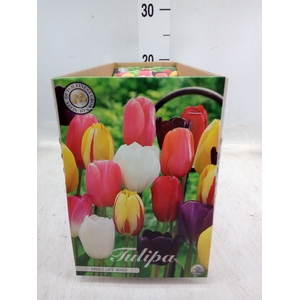 Tulipa   ...flowerbulbs