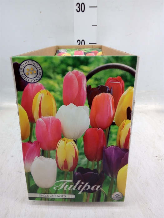 <h4>Tulipa   ...flowerbulbs</h4>