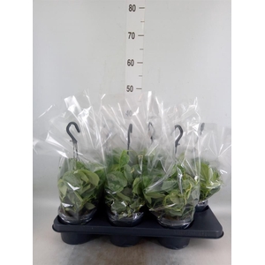 Scindapsus pictus 'Silvery Ann'