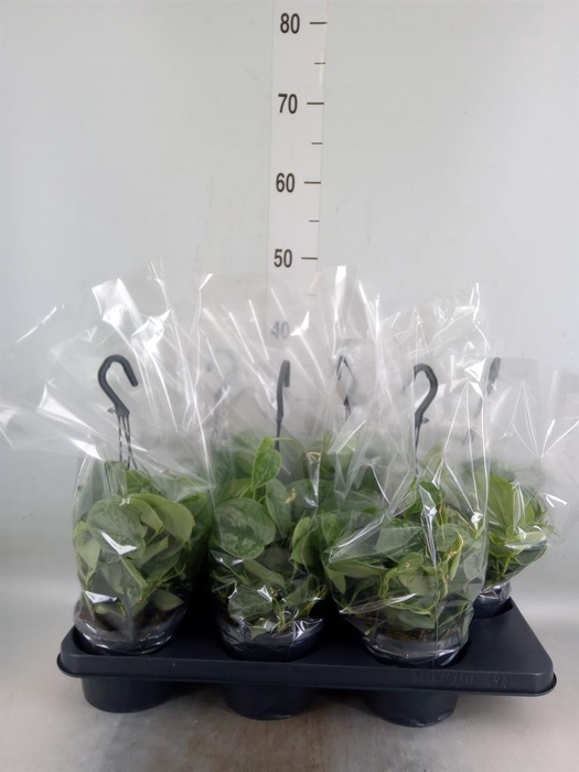 <h4>Scindapsus pictus 'Silvery Ann'</h4>