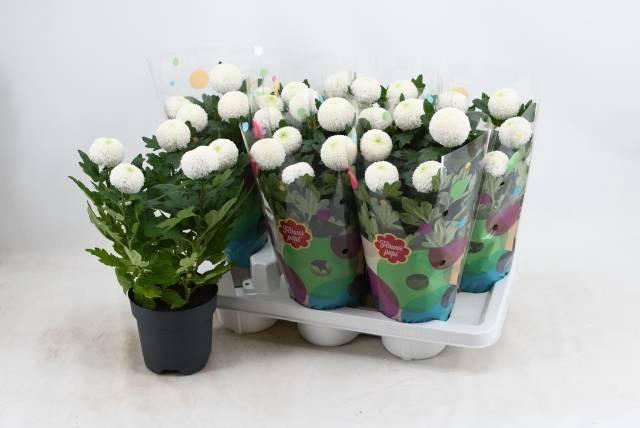 <h4>Chrys Laporta White</h4>