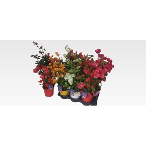 BOUGAINV DANIA