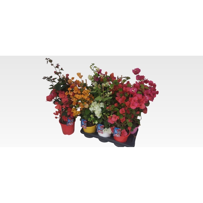 <h4>BOUGAINV DANIA</h4>