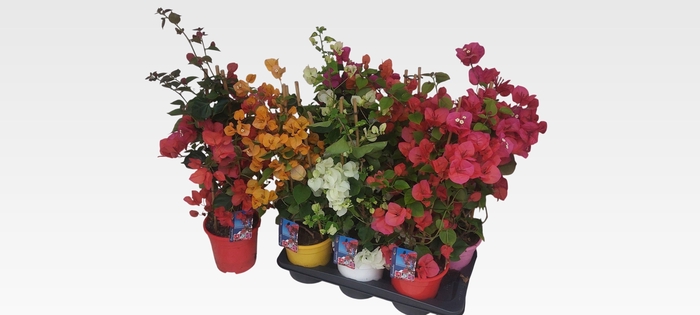 BOUGAINV DANIA