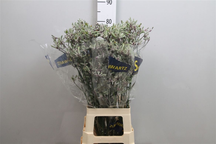 <h4>Anigoz Lilac Queen</h4>