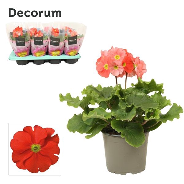 <h4>Primula 'Touch Me' Orange P12</h4>