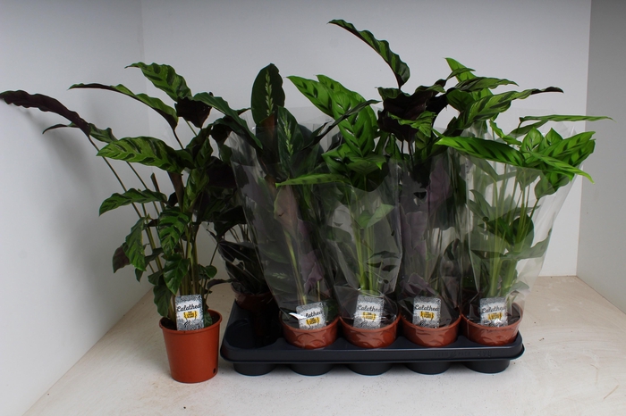 <h4>CALAT GEM 3 SRT</h4>