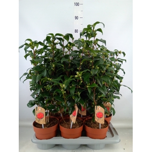 Camellia reticulata 'Mary Williams'