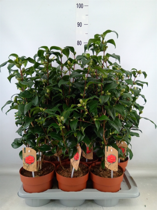 <h4>Camellia reticulata 'Mary Williams'</h4>
