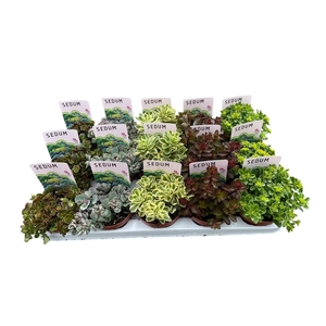 Sedum mix in tray